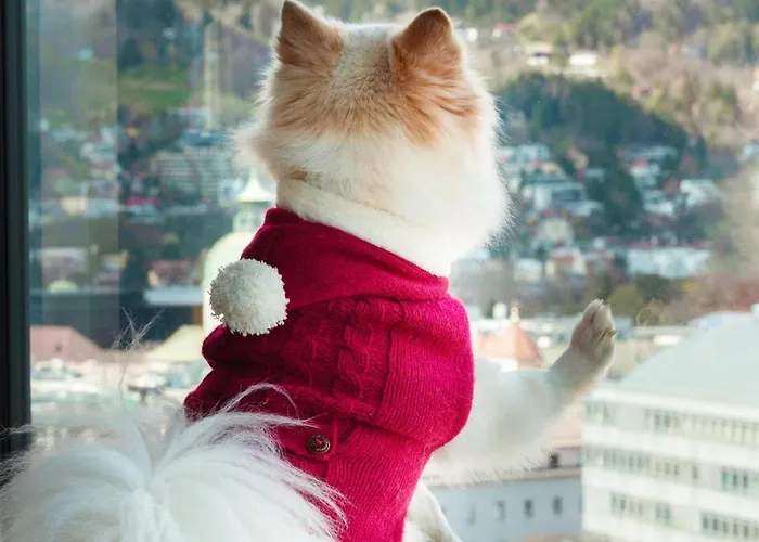 Adlers 因斯布鲁克